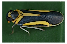 FLOW planthopper fulgoroidea fulgoromorpha insect